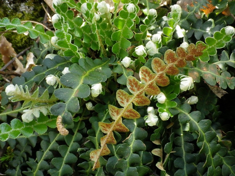 Asplenium ceterach